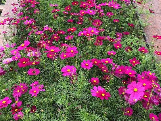 安吉绿植养护|设计商业区植物摆设